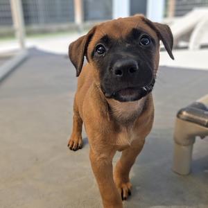 Ginger, Black Mouth Cur, puppy, available for adoption