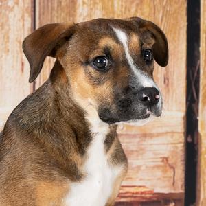 Biscotti, Hound, adult, available for adoption