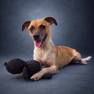 A brown and white dog lying on a dark surface with its tongue out, next to a black stuffed toy.