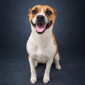 A happy brown and white dog sitting on a dark background with its mouth open and tongue out.