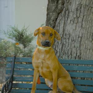 Kubota, Black Mouth Cur, adult, available for adoption