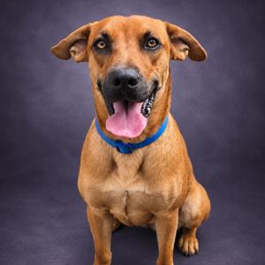Kubota, Black Mouth Cur, adult, available for adoption