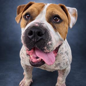 Honey, Terrier, American Pit Bull, adult, available for adoption