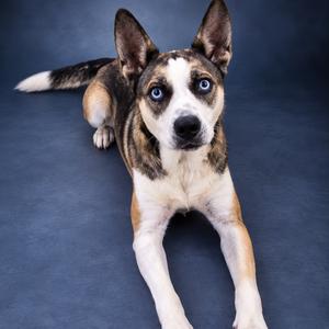 Lily, Husky, adult, available for adoption