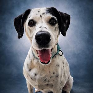 Dottie, Dalmatian, adult, available for adoption