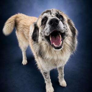 Bear, Pyrenees, Great, adult, available for adoption