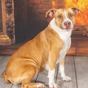 Yam, Terrier, Staffordshire Bull, adult, available for adoption