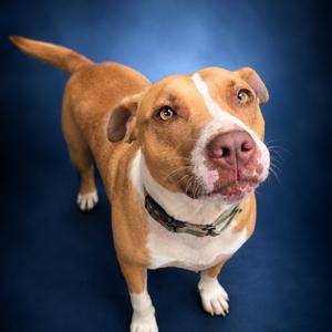 Yam, Terrier, Bull, adult, available for adoption