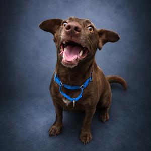Brownie (Mama dog), Terrier, Jack Russell, adult, available for adoption