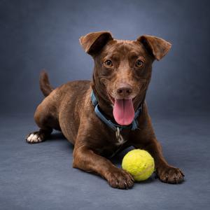 A brown dog lying on a blue background with a yellow tennis ball.