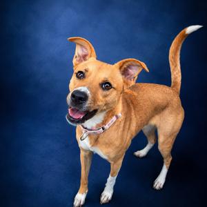 Rylee, Mixed Breed (Medium), adult, available for adoption