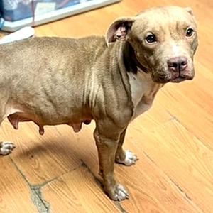 Momma, Pit Bull Terrier, adult, available for adoption