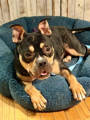 Praline, Staffordshire Bull Terrier, young, available for adoption