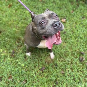 A gray and white dog with a pink tongue sticking out, standing on a grassy field.