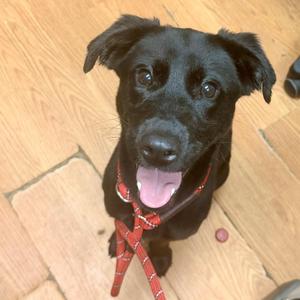 Raisin, Black Labrador Retriever, puppy, available for adoption