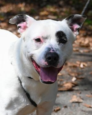 Marlin, Pit Bull Terrier / Shepherd, adult, available for adoption