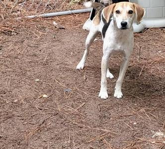 a dog standing on a dirt ground
