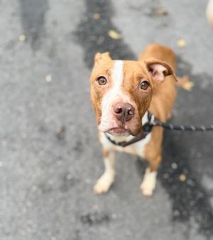 A brown and white dog with a black collar and leash, looking up at the camera on a paved surface.