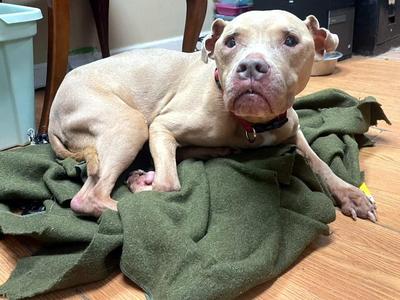 Lady, Pit Bull Terrier, senior, available for adoption