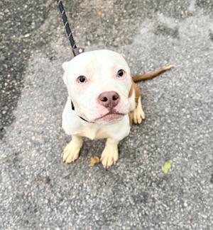 A white and brown pit bull puppy sitting on a paved surface, looking up at the camera with a leash attached to its collar.