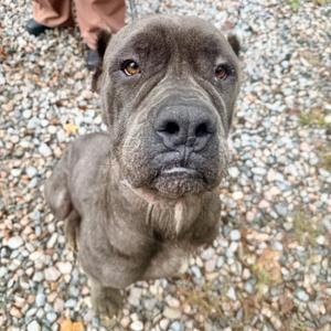 a gray dog with a wrinkled face looking up at the camera