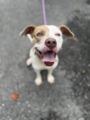 A brown and white dog with floppy ears and a pink tongue sticking out, looking up at the camera.