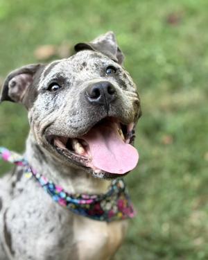 A happy dog with a spotted coat and a colorful bandana, smiling with its tongue out.