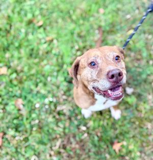 A brown and white dog with a happy expression, looking up at the camera while on a leash in a grassy area.