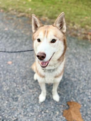 A happy husky dog with a white and brown coat, sitting on a gravel path with a grassy background.
