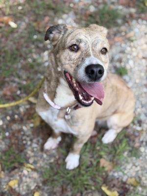 a brown and white dog with a pink tongue sticking out, sitting on a gravel path