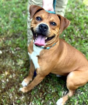 Mystery, Pit Bull Terrier / Boxer, young, available for adoption