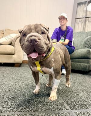 Ms Blue, Shar-Pei, adult, available for adoption