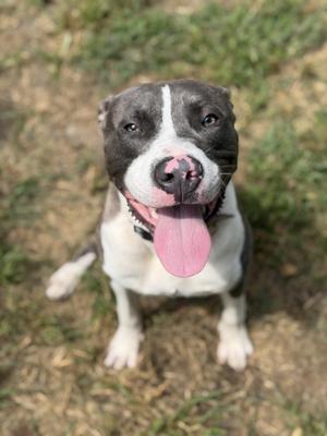 A happy dog with a black and white face, sitting on grass with its tongue out.