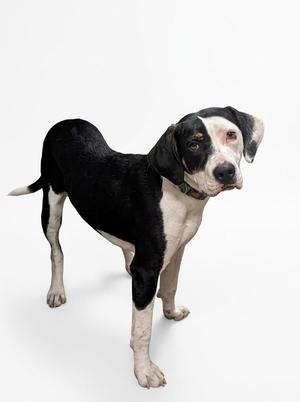 A black and white dog standing on a white background.
