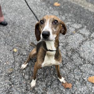 A brown and white dog with floppy ears sitting on a paved surface, looking up at the camera.