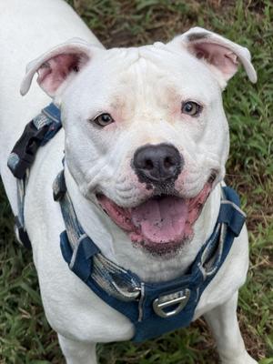 Izzy, Pit Bull Terrier / American Bulldog, adult, available for adoption