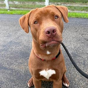Redford, American Staffordshire Terrier / Chocolate Labrador Retriever, young, available for adoption