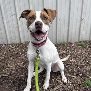 Meg, Boxer / Jack Russell Terrier, adult, available for adoption