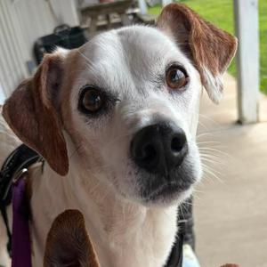 Opie, Jack Russell Terrier, senior, available for adoption