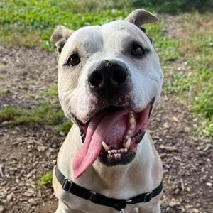 Mutt Damon, Pit Bull Terrier, adult, available for adoption