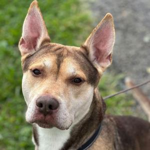 Forest, Husky, adult, available for adoption