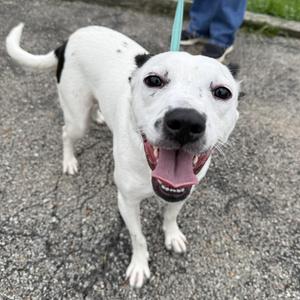 A happy white dog with black spots on its back and ears, standing on a paved surface. The dog has a black nose, dark eyes, and its mouth is open with its tongue out. A light blue leash is attached to the dog's collar, and a person's legs are visible in the background.