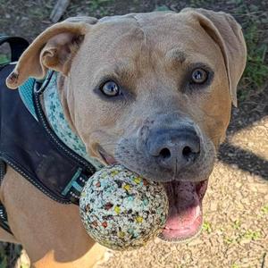 Indy, American Staffordshire Terrier / Hound, adult, available for adoption