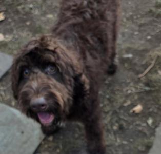 a brown dog with curly fur standing on a dirt ground