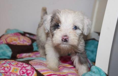 Arlo, Bernese Mountain Dog / Poodle (Miniature), available for adoption