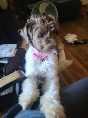 Cannoli, Schnauzer, available for adoption