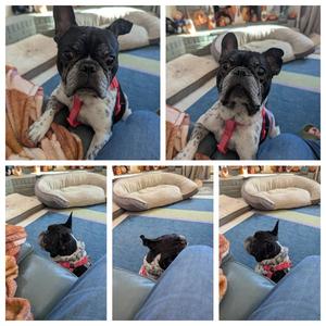 Chester, French Bulldog, available for adoption