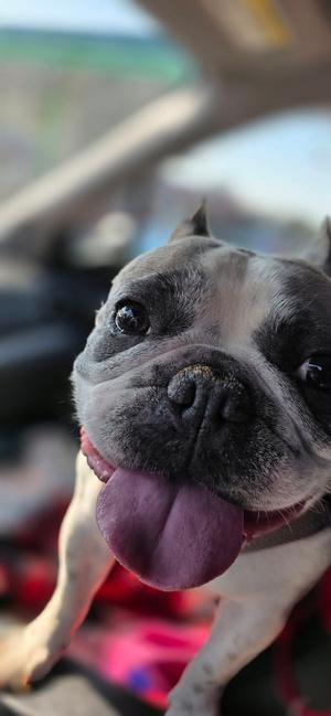Violet, French Bulldog, available for adoption