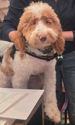 Kade, Golden Retriever / Poodle (unknown type), available for adoption