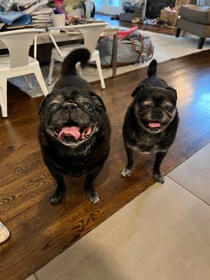 Chloe and Wilma, Pug, available for adoption